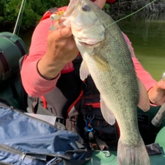 ブラックバスの釣果