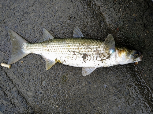 ボラの釣果