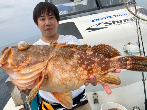 ウッカリカサゴの釣果