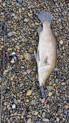 アカメの釣果