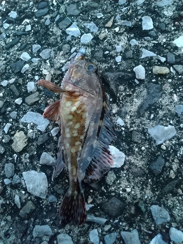 カサゴの釣果