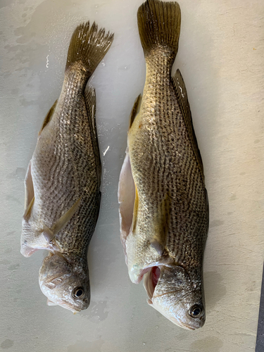 イシモチの釣果