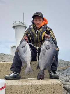 イシダイの釣果