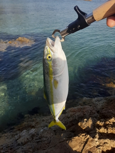 イナダの釣果