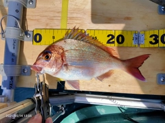 マダイの釣果