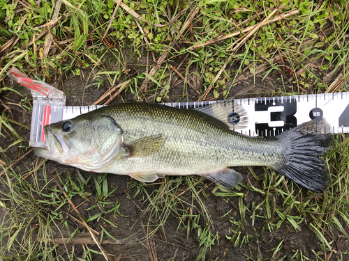 ブラックバスの釣果