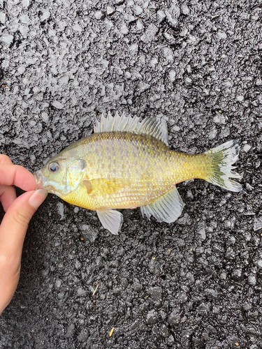 ブルーギルの釣果