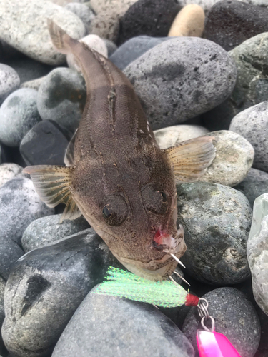 コチの釣果