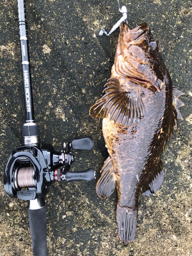 タケノコメバルの釣果