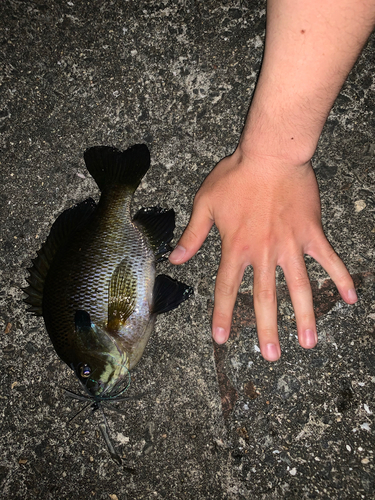 ブラックバスの釣果