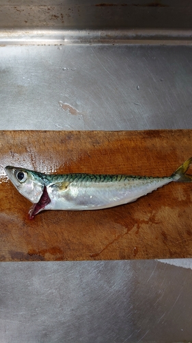 サバの釣果