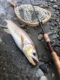 アメマスの釣果