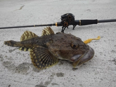 カジカの釣果