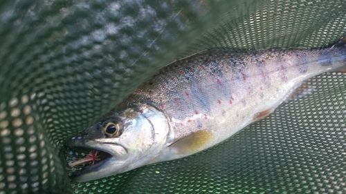 アマゴの釣果