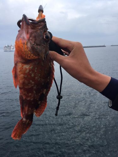 アラカブの釣果