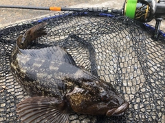 アイナメの釣果