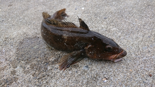 アイナメの釣果