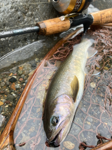 イワナの釣果