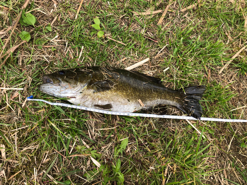 スモールマウスバスの釣果