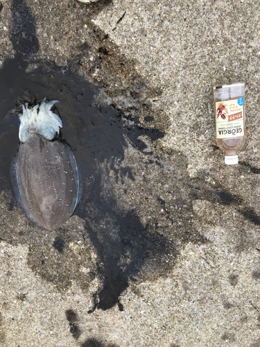 モンゴウイカの釣果