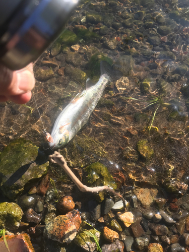 ニジマスの釣果