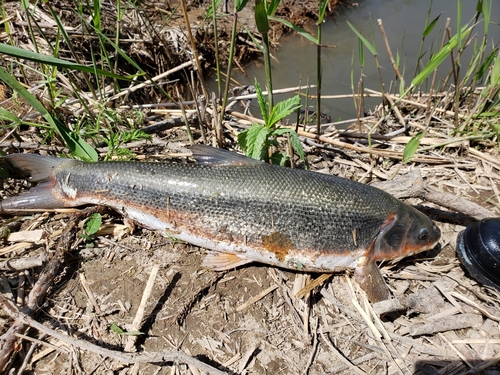 マルタウグイの釣果