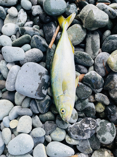 ワカシの釣果