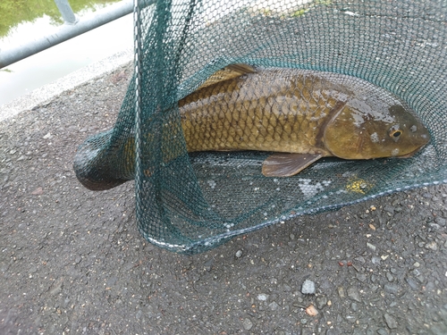 コイの釣果