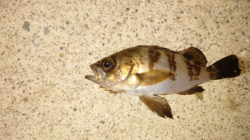 シロメバルの釣果