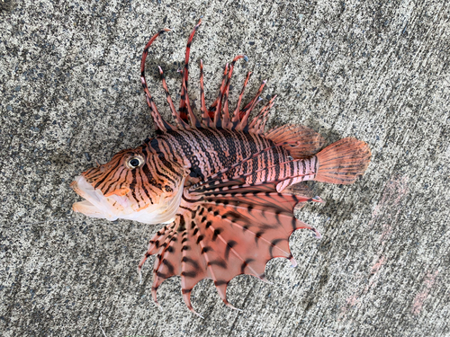 ミノカサゴの釣果