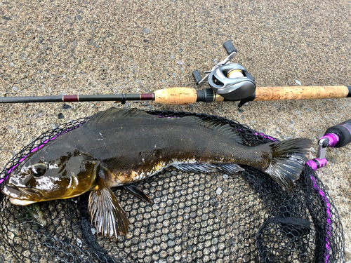 アイナメの釣果