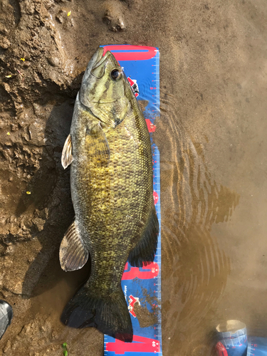 スモールマウスバスの釣果