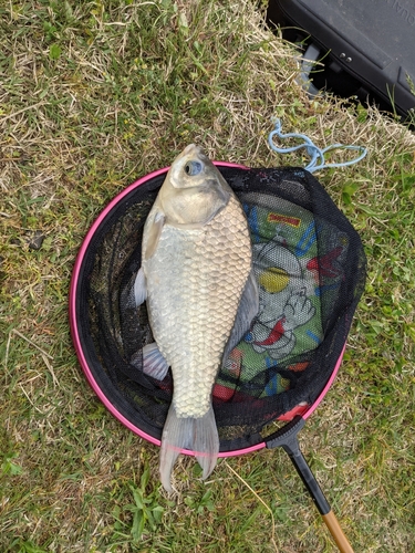 ヘラブナの釣果