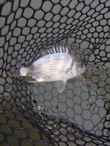 キビレの釣果