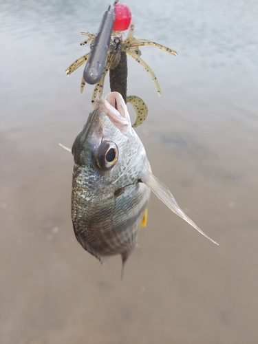 キビレの釣果