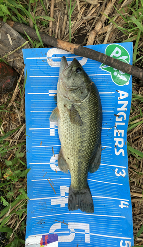 ブラックバスの釣果