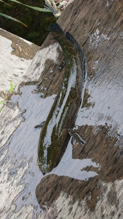 ライギョの釣果