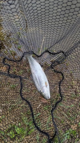 ニジマスの釣果