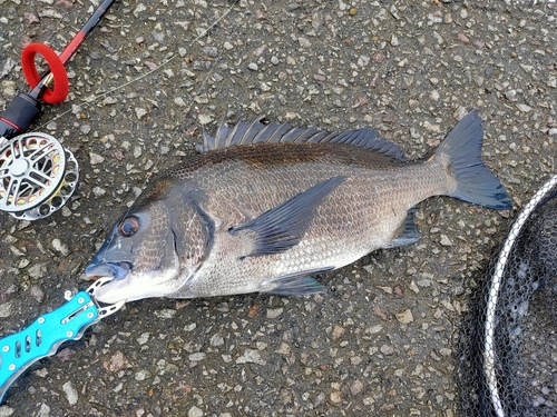 チヌの釣果