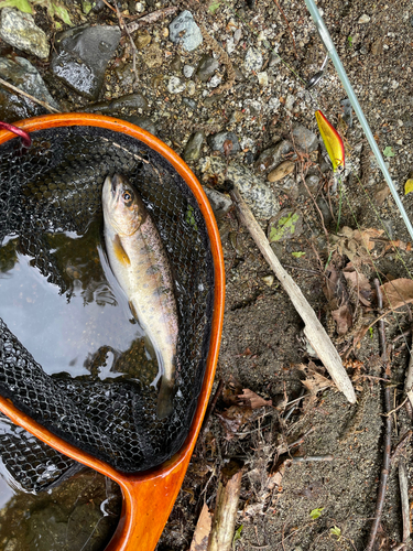 ヤマメの釣果