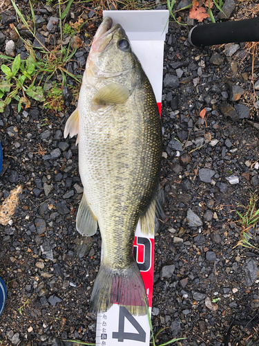 ブラックバスの釣果