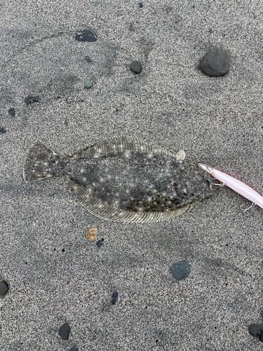 ソゲの釣果