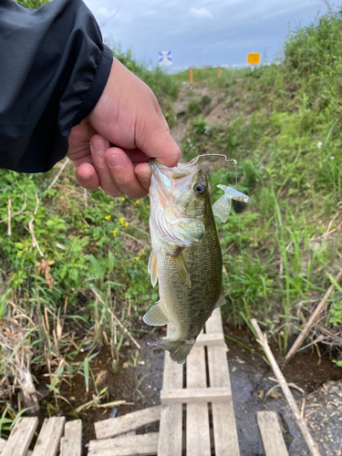 ラージマウスバスの釣果