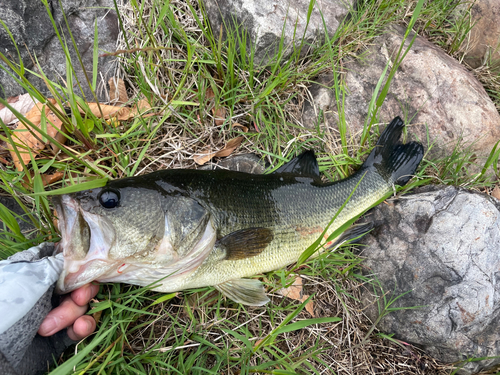 ラージマウスバスの釣果