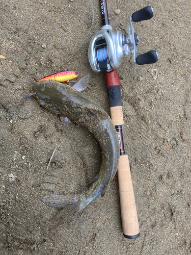 アメリカナマズの釣果