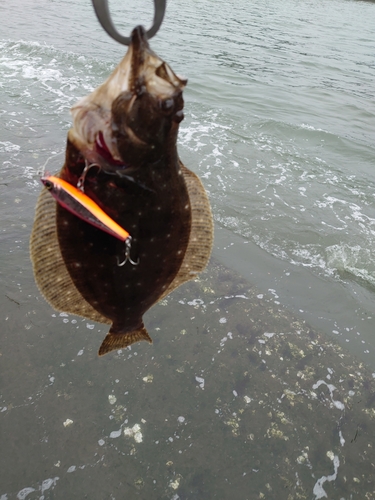 ソゲの釣果