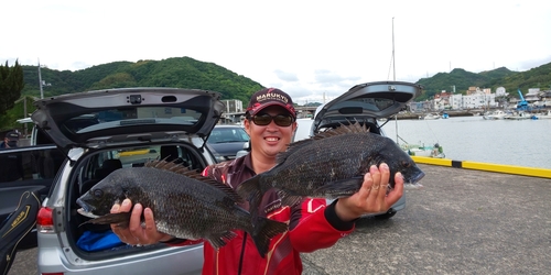 チヌの釣果