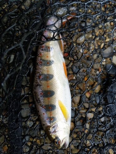 アマゴの釣果