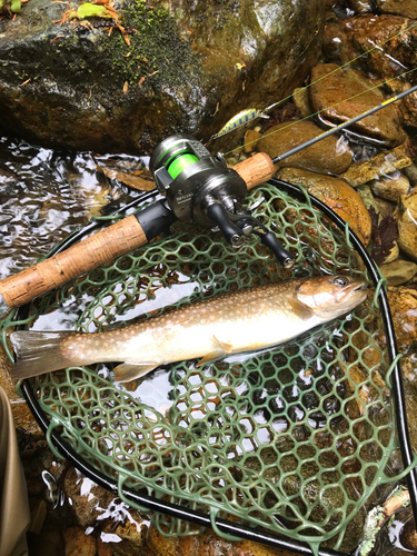 イワナの釣果