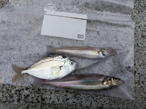 シロギスの釣果